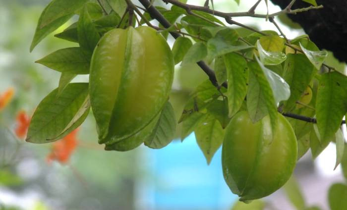 সবুজ পাতার মাঝে গাছে ঝুলছে কামরাঙ্গা। পাবনার ঈশ্বরদী শহরের পিয়ারাখালী মহল্লা থেকে ছবিটি তু্লেছেন টিপু সুলতান।
